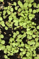Lactuca sativa  'Gustav's Salad'  Lettuce seedlings growing in compost   August
