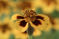 Tagetes patula  'Naughty Marietta'  French marigold  August