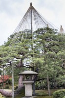 Wigwam of bamboo poles and ropes, called Yukitsuri, creating protection against snow damage of Pine tree. Stone lantern called Ishidoro in foreground.