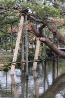  Pine trees by Kasumigaike pond with wigwams of bamboo poles and ropes, called Yukitsuri, creating protection against snow damage. Branches of trees supported by wooden poles.   