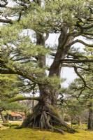 The Neagarinomatsu, or standing roots Pine tree. Poles supporting branches. 