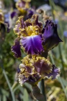 Tall Bearded Iris, 'Fancy Ideas'.

