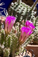 Echinocereus pentalophus - ladyfinger cactus in flower
