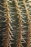 Echinocactus grusonii detail of spines