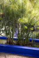 Cyperus papyrus, papyrus growing in a cobalt blue painted rill at Jardin Majorelle, Yves Saint Laurent garden 