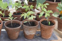 Solanum lycopersicum seedlings growing in old terracotta pots on a potting bench in a greenhouse 