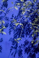 Jasminum officinale leaves against a cobalt blue painted wall at Jardin Majorelle, Yves Saint Laurent garden