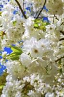 Lushly blooming branches of Prunus serrulata 'Shirotae', syn.Prunus 'Mount Fuji', Prunus serrulata 'Kojima' with full white flowers. April

