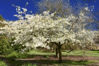 Lushly blooming Prunus serrulata 'Shirotae', syn.Prunus 'Mount Fuji', Prunus serrulata 'Kojima' with full white flowers. April

