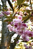 Prunus serrulata Kanzan- Japanese Cherry Tree -with full intense pink flowers. April

