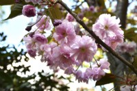 Prunus serrulata Kanzan- Japanese Cherry Tree -with full intense pink flowers. April

