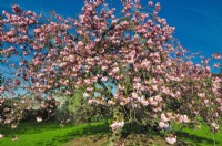 Spreading Prunus serrulata Kanzan- Japanese Cherry Tree - with full intense pink flowers in park. April