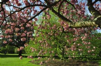 Hanging branches of Prunus serrulata Kanzan- Japanese Cherry Tree -with full intense pink flowers in park. April

