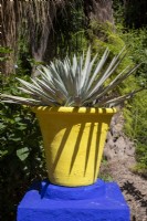 Agave in a painted yellow container on a cobalt blue plinth 