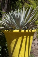Agave in a painted yellow container 
