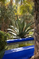 Raised painted cobalt blue rill with an Agave salmiana behind it