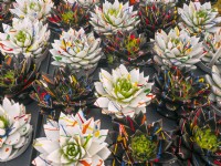 Painted Echeveria succulents for sale in garden centre  January Norfolk