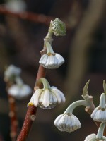 Edgeworthia chrysantha - paperbush January Norfolk