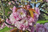 Lushly blooming branches of Prunus serrulata Kanzan- Japanese Cherry Tree -with full intense pink flowers. April

