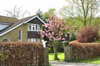 Prunus serrulata with full intense pink flowers in front garden early spring. Beech hedge with dead leaves. View from the street April