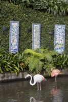 European flamingos in front of verdant plants in a shallow pond, with wall mounted antique tiled panels within an ivy covered wall. Monte Palace Gardens, Madeira. August. Summer