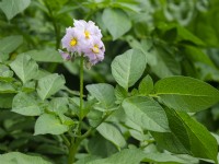 Flower and foliage of Solanum tuberosum 'Charlotte', potato variety' Charlotte' a favourite second early salad potato, June.