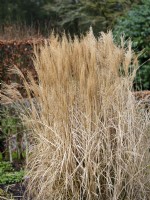 Miscanthus sinensis 'Krater', Chinese silver grass, Japanese silver grass or Eulalia grass, February.