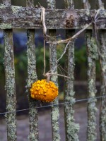 Cucurbita pepo, the Knucklehead pumpkin growing on a rustic wooden garden fence in Winter.