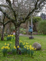 Narcissus 'Rijnveld's Early Sensation' in an orchard at RHS Rosemoor. Metal garden sculpture of a young girl in the background.  February.