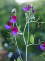 Lathyrus odoratus 'Matucana' - Sweet peas, June