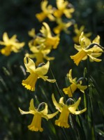 Narcissus obvallaris, the Tenby daffodil, March.