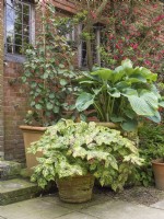 Podophylum 'Spotty Dotty' and hosta in containers outside house