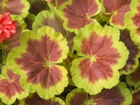 Pelargonium 'Occold Shield' Variegated leaves