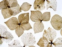 Close up of Hydrangea Flower Skeletons Winter