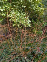 Cornus sanguinea 'Midwinter Fire' dogwood and Griselinia littoralis 'Variegata' in background