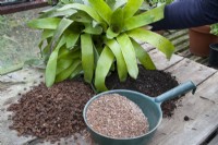 A Bromeliad ready for repotting showing the potting compost ingredients of John Innes No3 horticultural potting grit and orchid potting bark chips