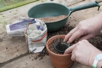 Preparing a pot by using a pot used by a cactus ready for repotting. The pot is being used as a template and the cactus is wrapped in newspaper as a guard against spines when it is handled. The compost is a mixture of John Innes No 3 and potting grit.