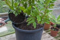 Repotting a Camellia shrub into a large plant pot