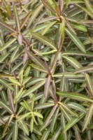 Spring foliage of Euphorbia donii 'Amjillasa'