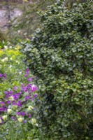 Ligustrum japonicum 'Rotundifolium' - Japanese privet