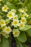 Primula vulgaris - Primrose