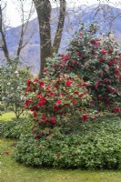 Spring park scene with the bushes of red flowering Camellia japonica 'Barbara Morgan' and underplanted Pachysandra terminalis, Japanese pachysandra . 
Parco delle Camelie, Camellia Park, Locarno, Switzerland
