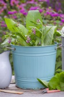 Making comfrey plant feed. Harvested comfrey - Symphytum officinale in a bucket.