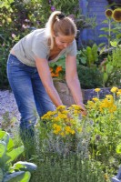 Creating an insecticide from Tanacetum vulgare - tansy by fermentation. Woman picking Tanacetum vulgare - tansy.