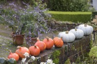 Squashes drying in a formal country garden in October
