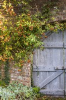 Old wooden doors in a walled garden framed by Rosa The Generous Gardener = 'Ausdrawn', with big orange hips in October