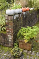 Winter squashes drying on a brick wall above containers in a country garden in October