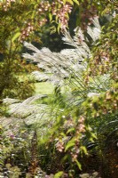 Feathery flowers of miscanthus catching the October sunlight