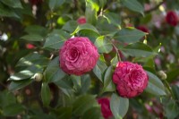 Red double flowers of Camellia japonica 'Frans Van Damme'.
Parco delle Camelie, Camellia Park, Locarno, Switzerland