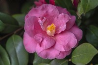 Camellia 'High Wide And Handsome'.
Parco delle Camelie, Camellia Park, Locarno, Switzerland